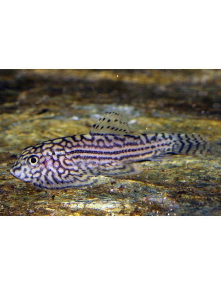 Sewellia Lineolata 4-4,5cm Wild
