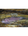 Sewellia Lineolata 3-3,5cm Wild