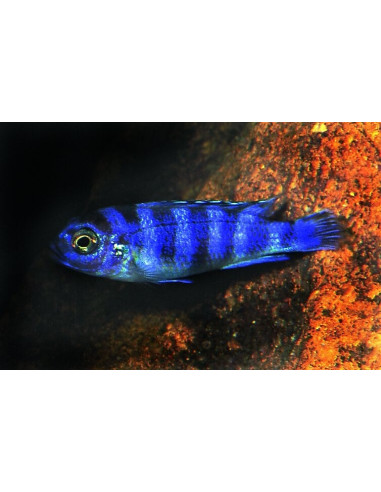 Pseudotropheus Demasoni 4-5cm