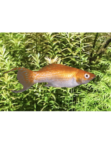 Poecilia Latipinna Orange Neon Lyretail 4-5cm