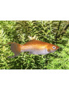 Poecilia Latipinna Orange Neon Lyretail 4-5cm