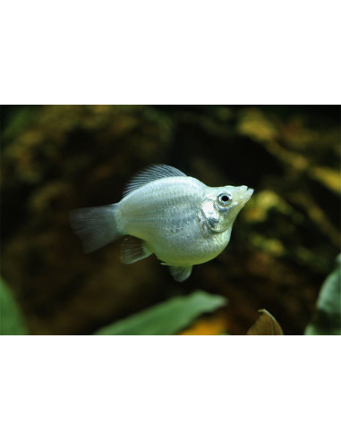 Poec.Latipina Silver  Balloon 2,5-3cm