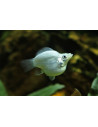 Poec.Latipina Silver  Balloon 2,5-3cm
