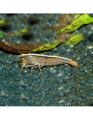 Crevette bambou (Atyopsis moluccensis) 6-8cm Wild