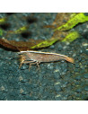 Atyopsis Moluccensis 4-6cm Wild