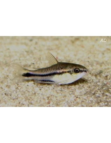 Corydoras Pygmaeus 1-1,5cm Wild