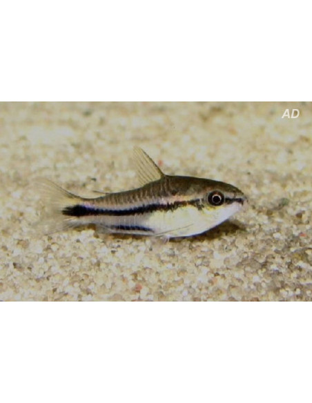 Corydoras Pygmaeus 1-1,5cm Wild