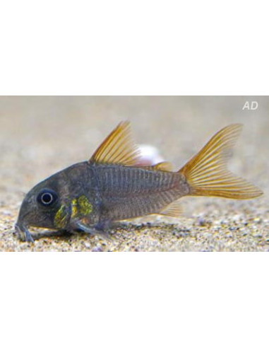 Corydoras concolor (Corydoras concolor) 2-2,5cm Wild