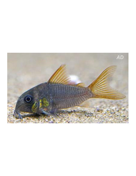 Corydoras concolor (Corydoras concolor) 2-2,5cm Wild