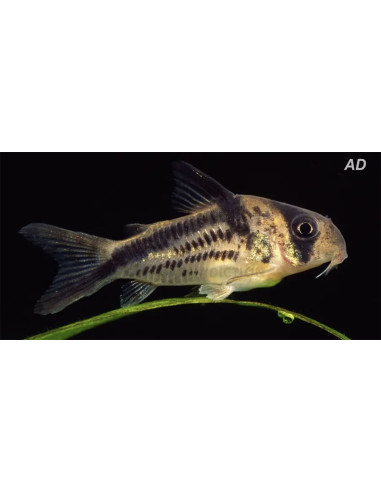 Corydoras axelrodi (Corydoras axelrodi) 2-2,5cm Wild