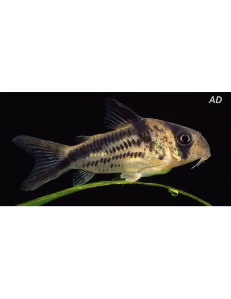Corydoras axelrodi (Corydoras axelrodi) 2-2,5cm Wild