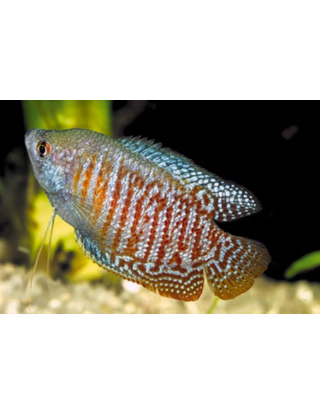Gourami nain Red Coral couple (Trichogaster lalius Red Coral) 4-5cm couple