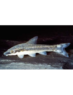 Otocinclus Affinis 3-4cm Wild