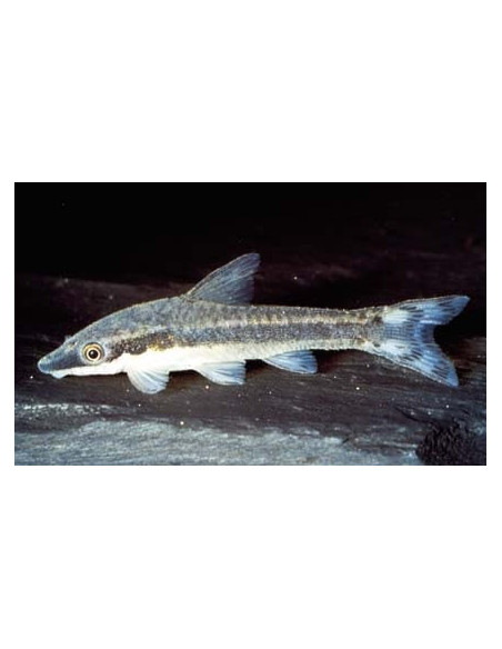 Otocinclus Affinis 3-4cm Wild