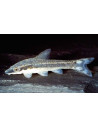 Otocinclus Affinis 3-4cm Wild