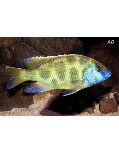 Nimbochromis Venustus 3-4cm