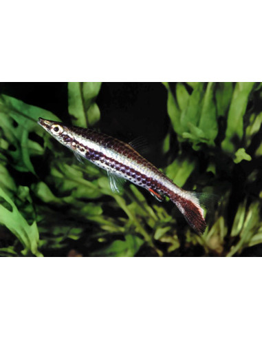 Nannostomus Eques  2,5-3cm Wild