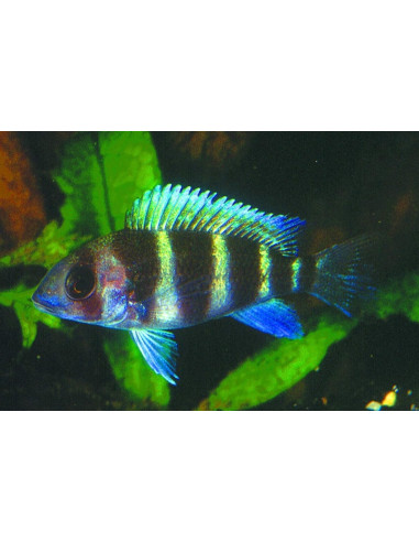 Cyphotilapia Frontosa 2,5-3cm