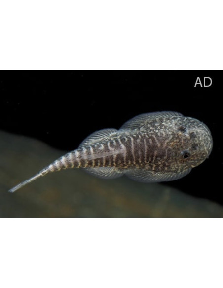 Gastromyzon Myersi 2,8-3,2 Cm Wild