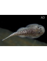 Gastromyzon Myersi 2,8-3,2 Cm Wild