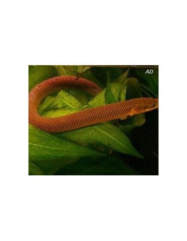 Poisson-corde (Erpetoichthys calabaricus) 12-15cm Wild