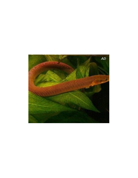 Poisson-corde (Erpetoichthys calabaricus) 12-15cm Wild