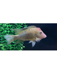 Geophagus steindachneri Honda (Geophagus steindachneri "Honda") 4-4,5cm