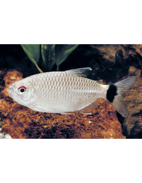 Moenkhausia Sanctaefilomenae 1,5-2cm