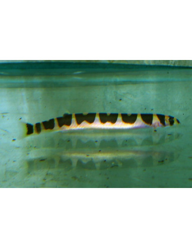 Pangio Semicinctus 4-5cm