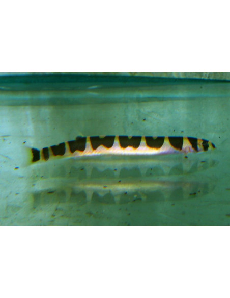 Pangio Semicinctus 4-5cm