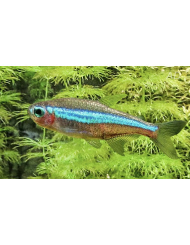 Paracheirodon Simulans 1-1,5cm Wild