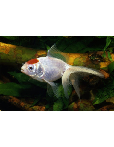 Voile Redcap 5-6 Cm