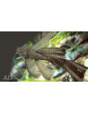 Ancistrus Sp. 2,5-3 Cm Lyretail