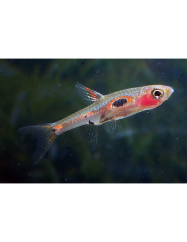 Boraras Merah 1,0-1,5cm Wild