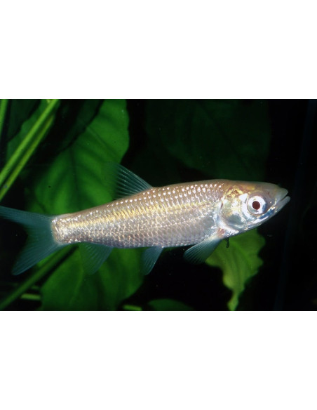 Carpe Herbivore Albinos 15-18 Cm