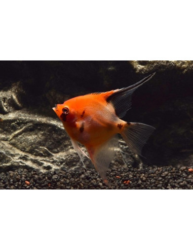 Scalaire "Red Devil" 4-5cm