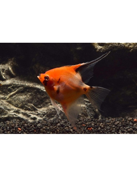Scalaire "Red Devil" 4-5cm