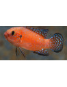 Rubricatochromis exsul 3-5cm