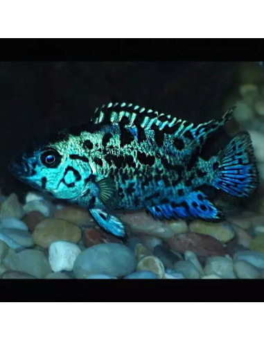 Rocio octofasciata Blue Dempsey 6-8CM