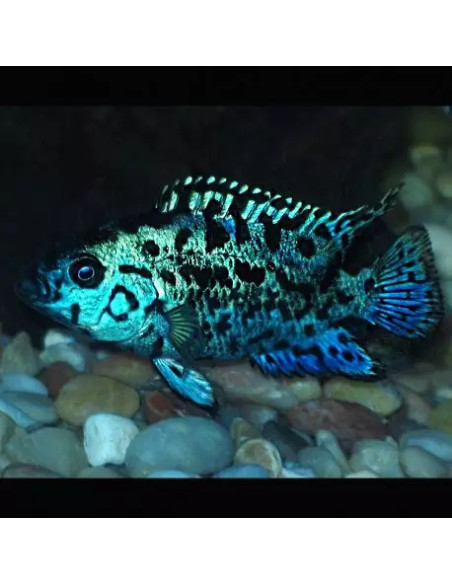 Rocio octofasciata Blue Dempsey 6-8CM