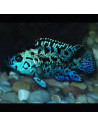 Jack Dempsey Blue (Rocio octofasciata Blue Dempsey) 6-8cm