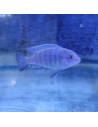 Pseudotropheus socolofi 7-8cm