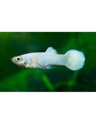 Guppy Snow White Male 3cm