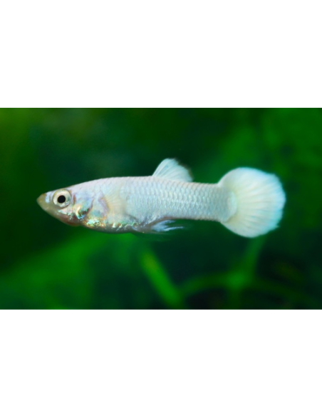 Guppy Snow White Male 3cm