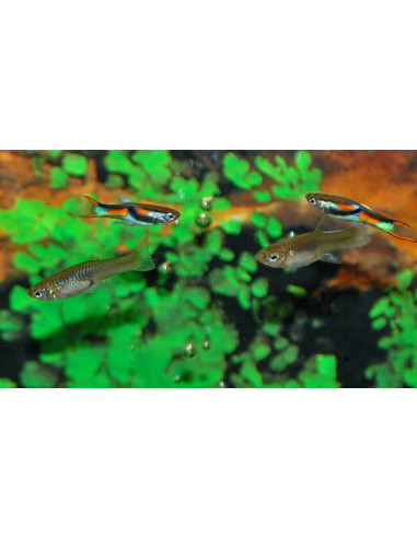 Guppy Endler 1.5-2.5 cm (pair)