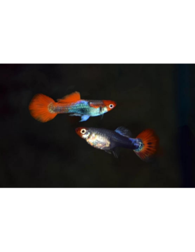 Guppy Red Cap Brazil m/f 2-3 cm (pair)