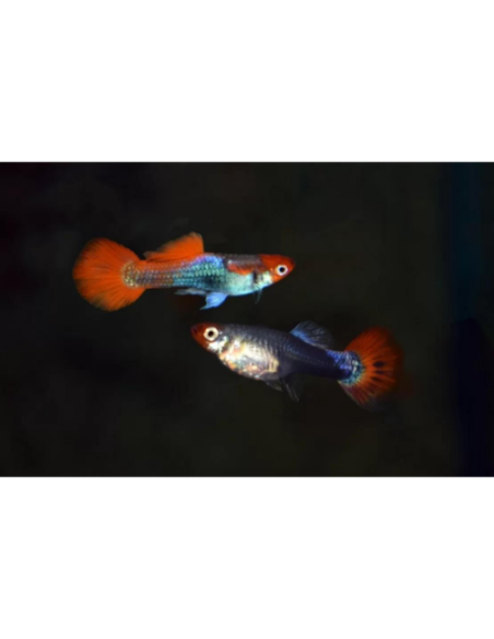 Guppy Red Cap Brazil m/f 2-3 cm (pair)