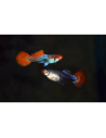 Guppy Red Cap Brazil m/f 2-3 cm (pair)