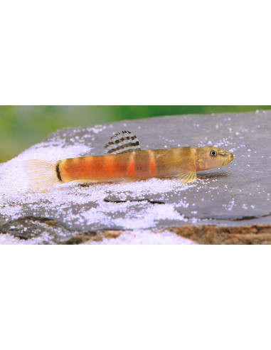 Schistura atarensis 3-4cm