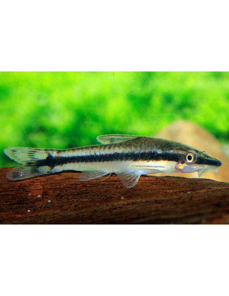 Otocinclus vittatus